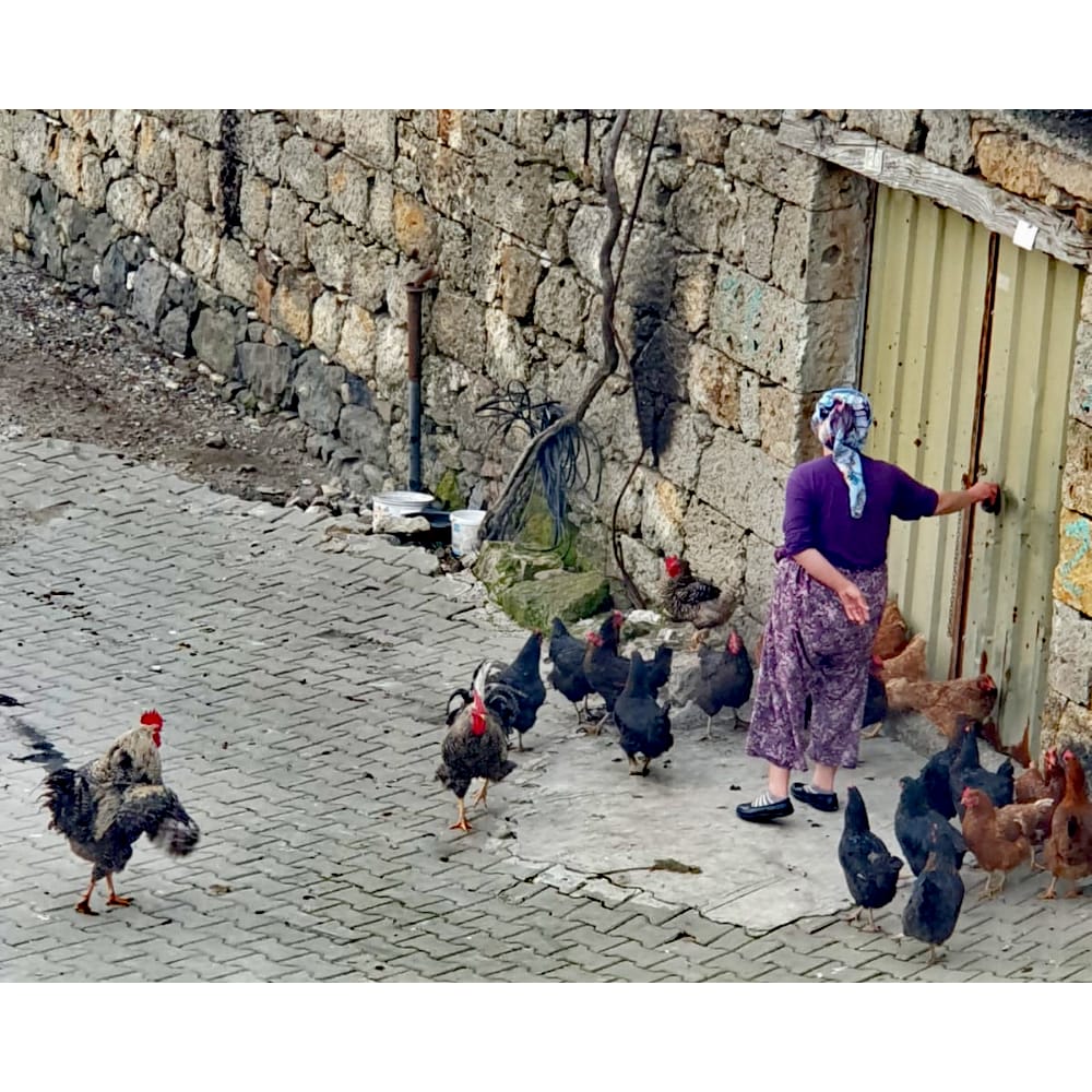 Kahvaltının vazgeçilmezi olan taze yumurtalar